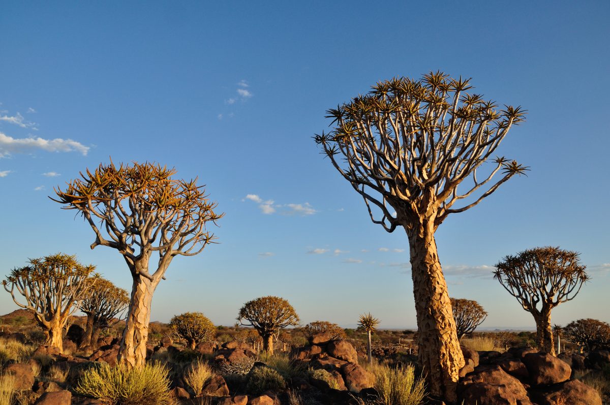 the-state-of-community-based-natural-resource-management-in-southern