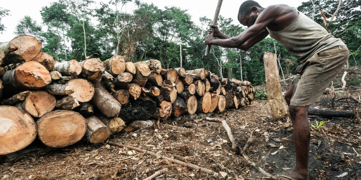 Timber Trade in Africa's Great Lakes: The Road From Beni, DRC to