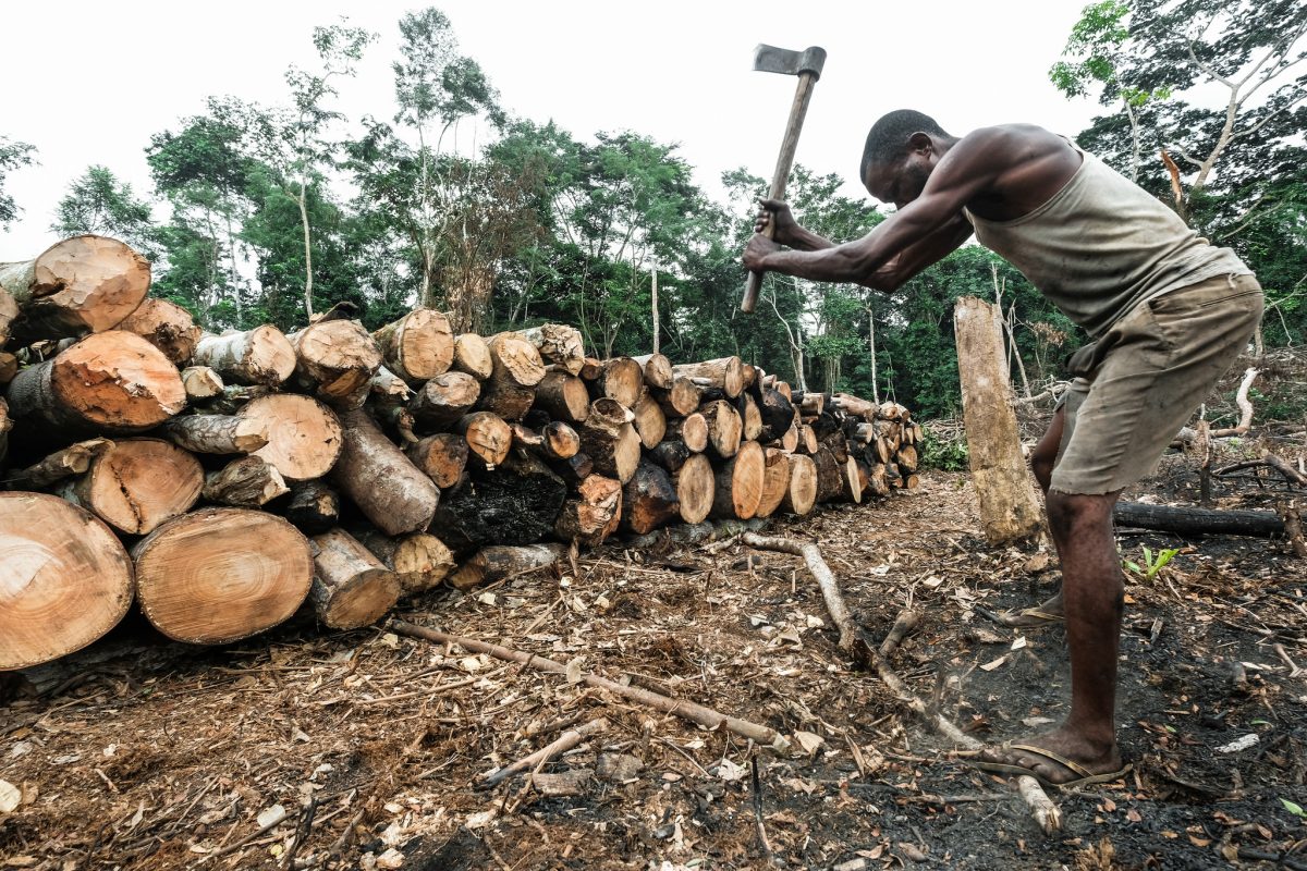 Timber Trade in Africa's Great Lakes: The Road From Beni, DRC to