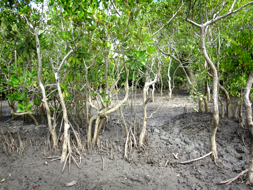 img mangroves garp romy