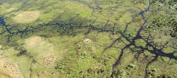 Maintaining the ecological integrity of Botswana’s Okavango Delta - SAIIA