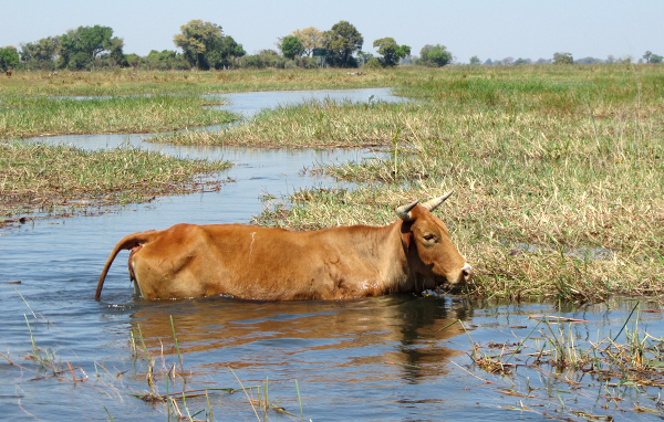 img Okavango3