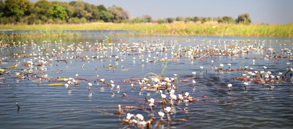 img botswana okavango ross