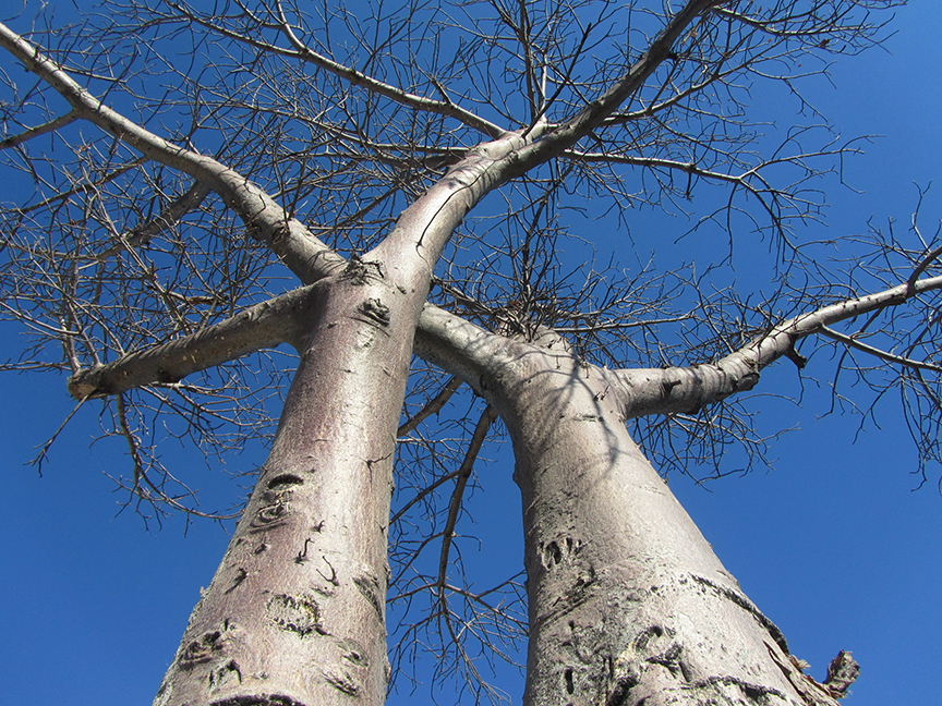 baobab