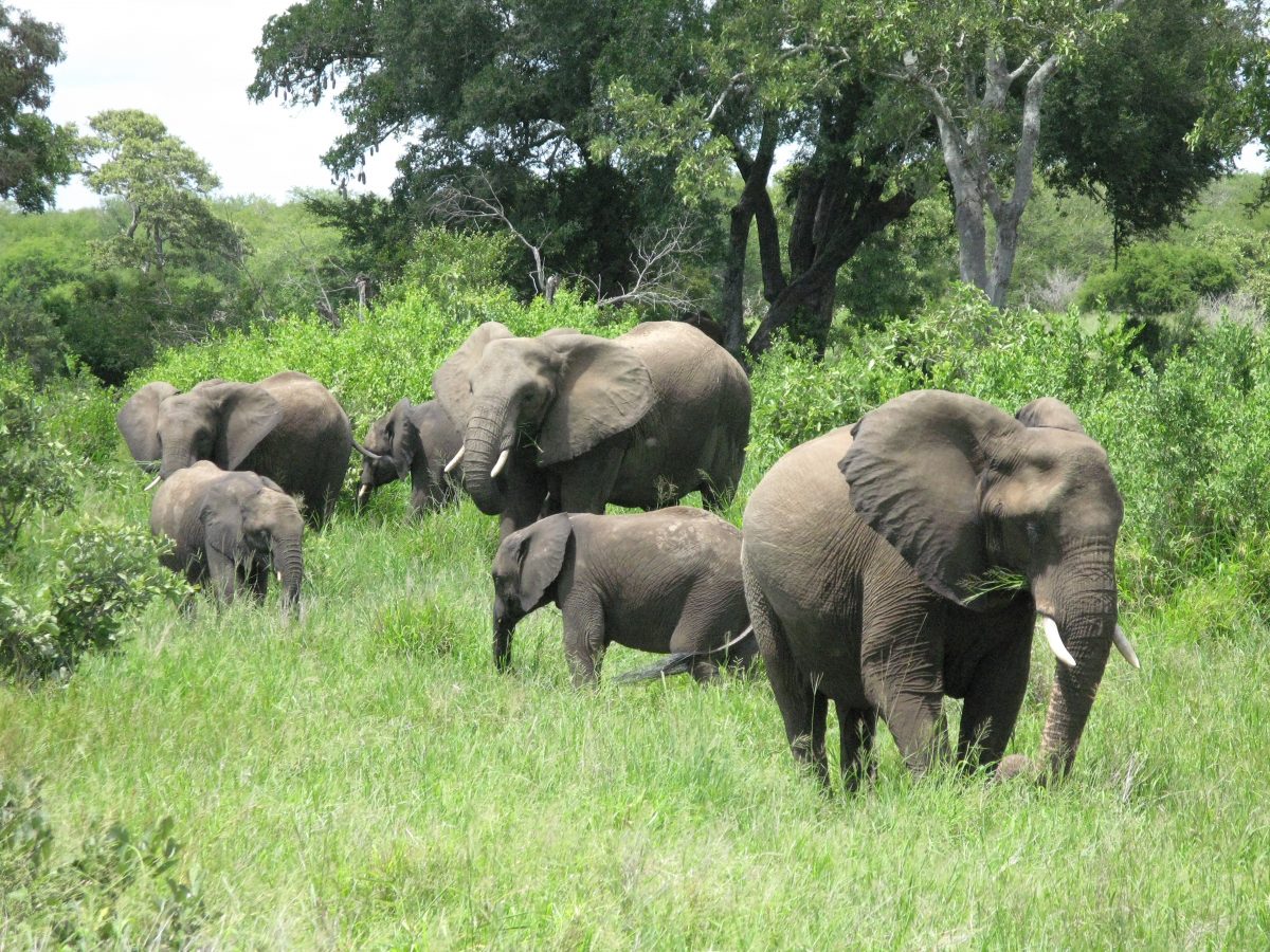 Preserving the African Elephant for Future Generations - SAIIA