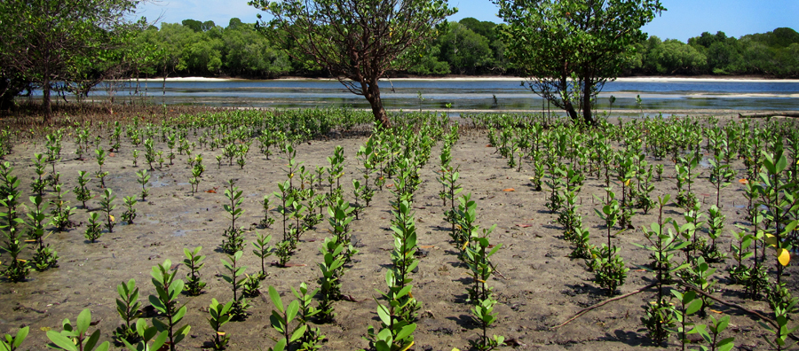 A private sector project investing in mangrove restoration, Gazi province, Kenya. Photo © Romy Chevallier/ SAIIA