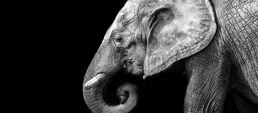 Photo © Patrick Bouquet/ Flickr