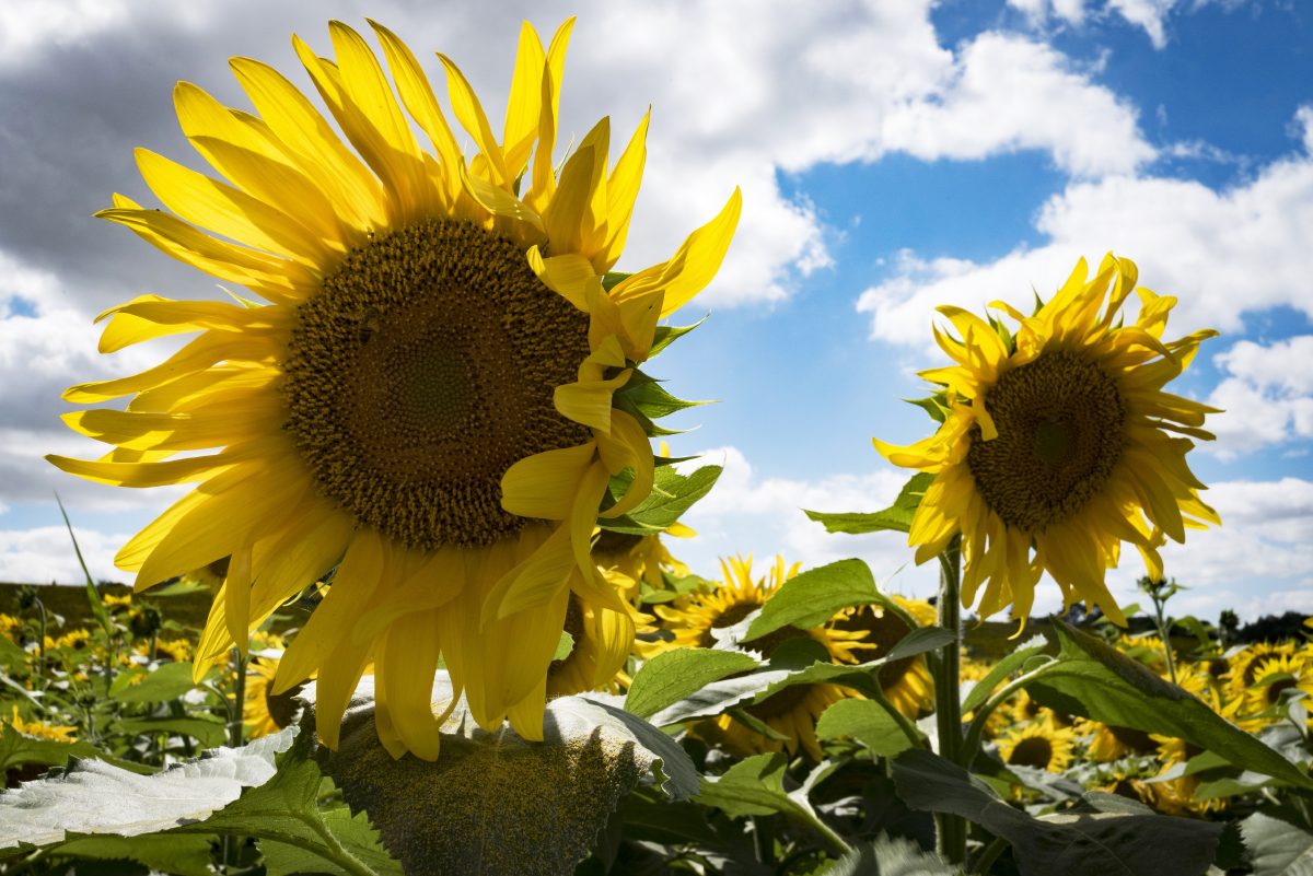 Driving a sunflower value chain in Malawi: challenges and ...