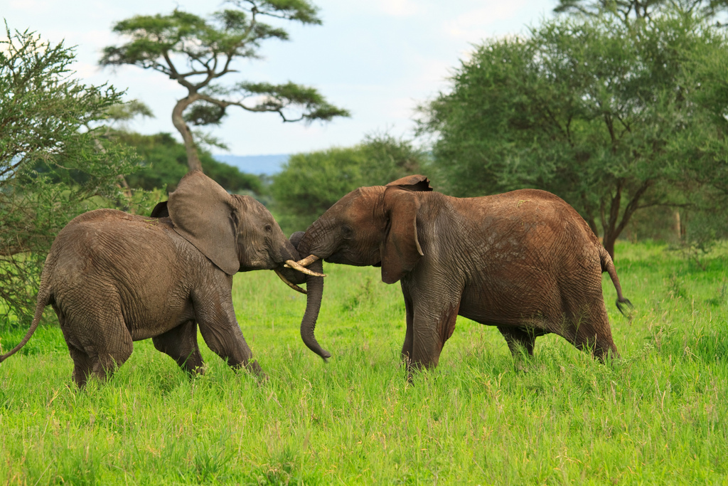 Elephant poaching in Botswana - SAIIA