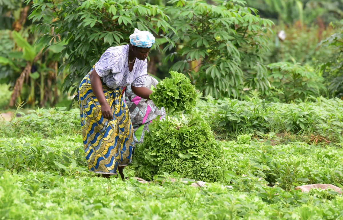 Regional Collaboration: Strengthening Africa's Position at COP 28 – Africa  Sustainability Matters