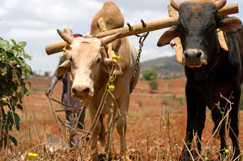 Building Sustainable Food Production Systems in Africa: How Can the G20 Assist?