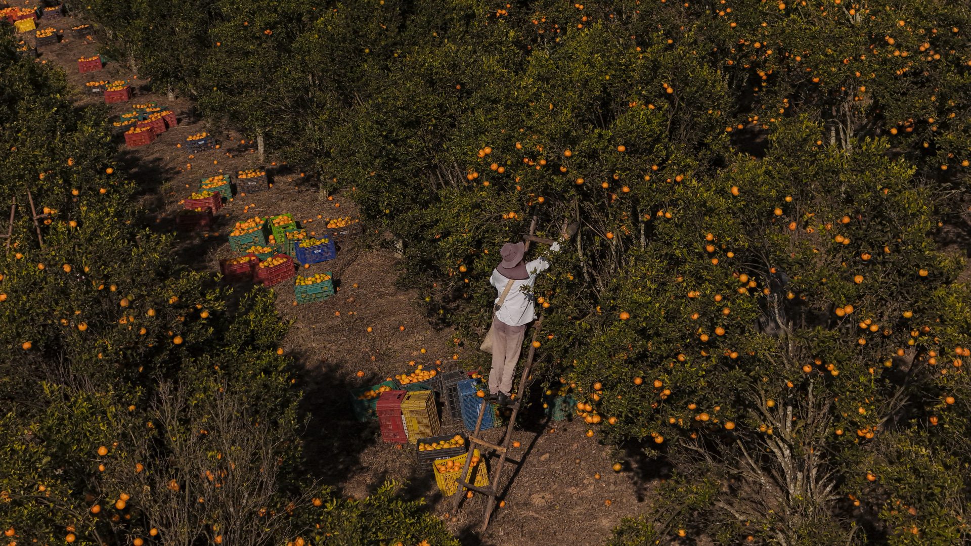 Image: Getty, Pedro Vilela