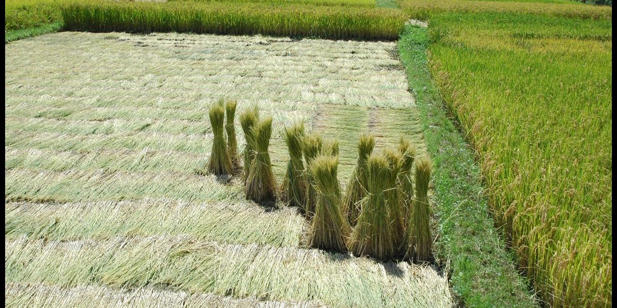 Image: Flickr, Richard Weil