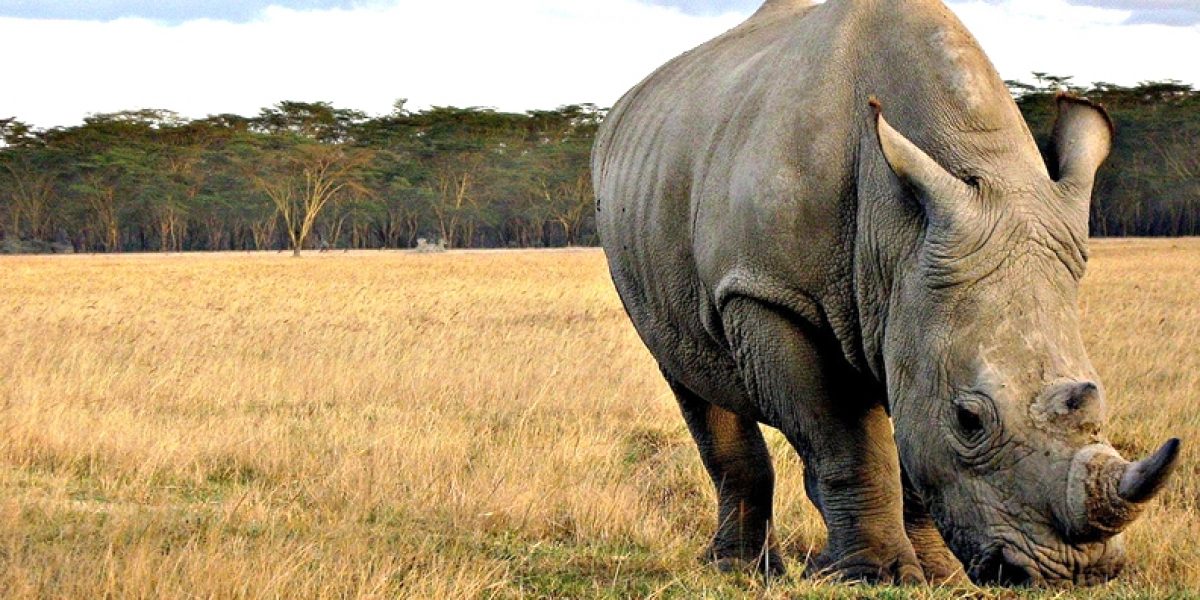 South Africa's rhino paradox - SAIIA