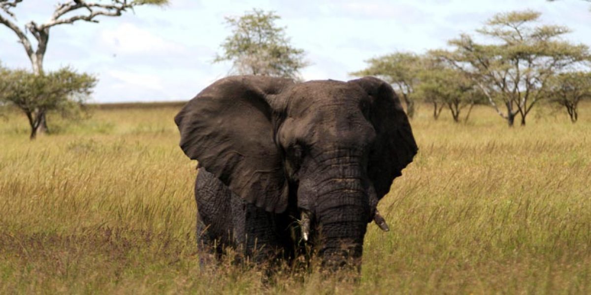 Photo © Calle v H Follow/ Flickr