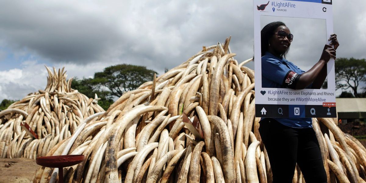A wildlife conservationist poses with a cut-out placard bearing the message ‘WorthMoreAlive’ advocating for an end to elephant poaching. Image: Getty, Tony Karumba/AFP