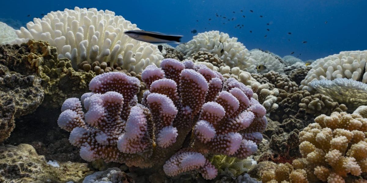 A view of major bleaching on the coral reefs of the Society Islands on May 9, 2019 in Moorea, French
Polynesia. Image: Getty, Alexis Rosenfeld