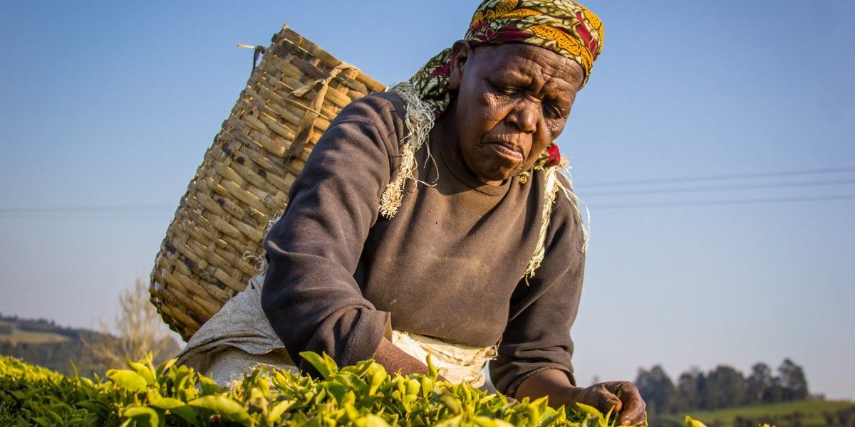 Tea plantations in Tanzania. Image: Flickr, CIFOR