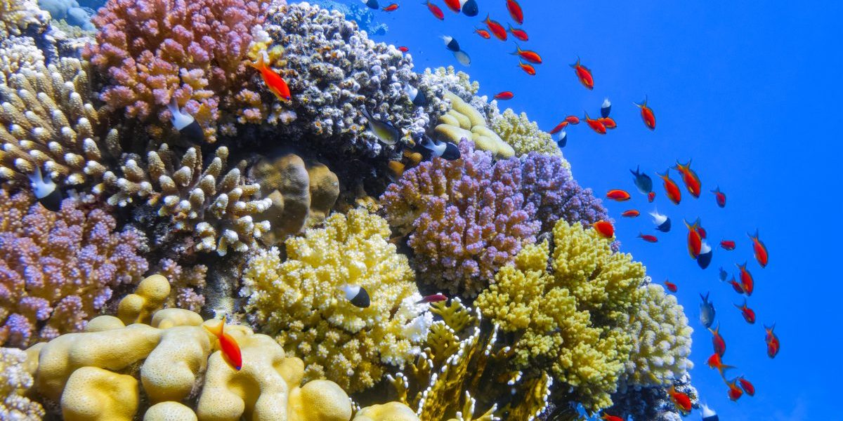 Image: Getty, Marsa Alam