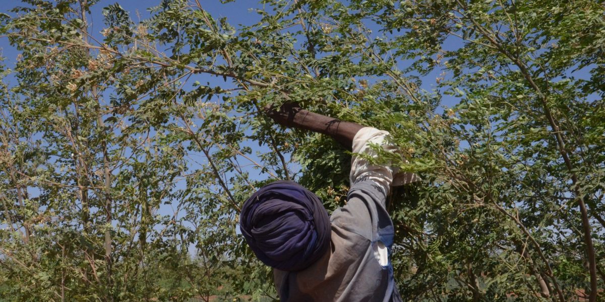 Image: Getty, Boureima Hama Image: Getty, Boureima Hama