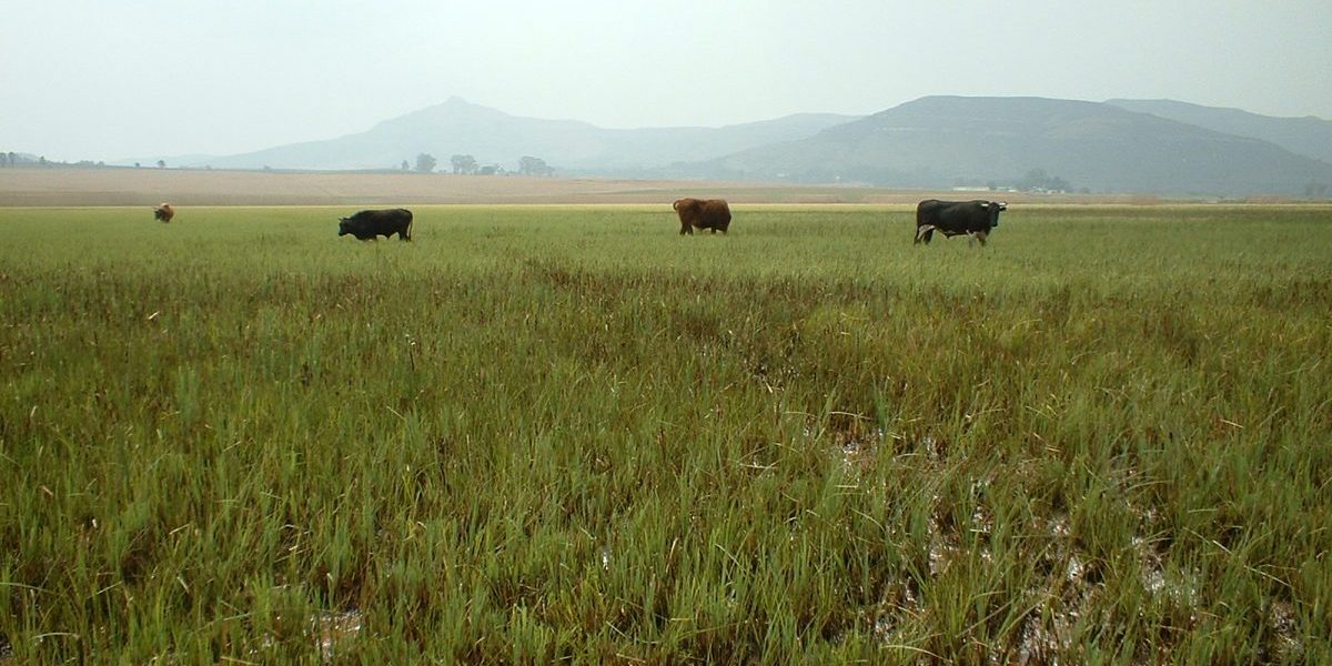 Wakkerstroom Vlei, where Working for Welands have undertaken wetland rehabilitation work. It represents a typical South African wetland utilized by livestock.