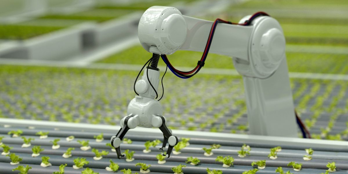 3D Robotic arm harvesting hydroponic lettuce in a greenhouse. Image: Getty, Andresr