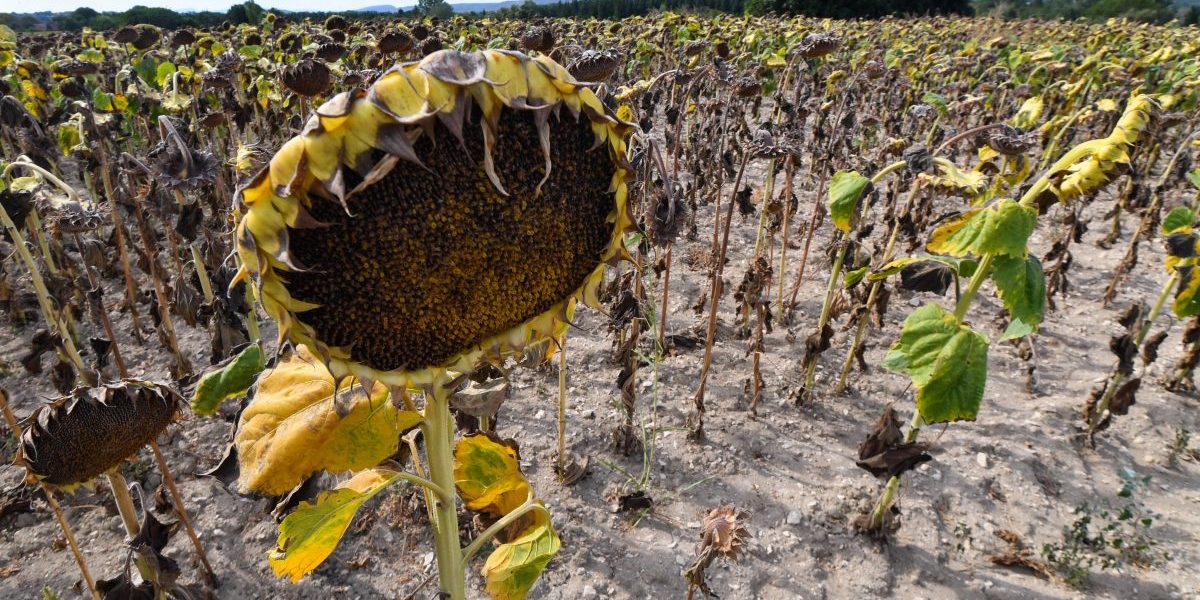 Measuring economic vulnerability and resilience to climate change