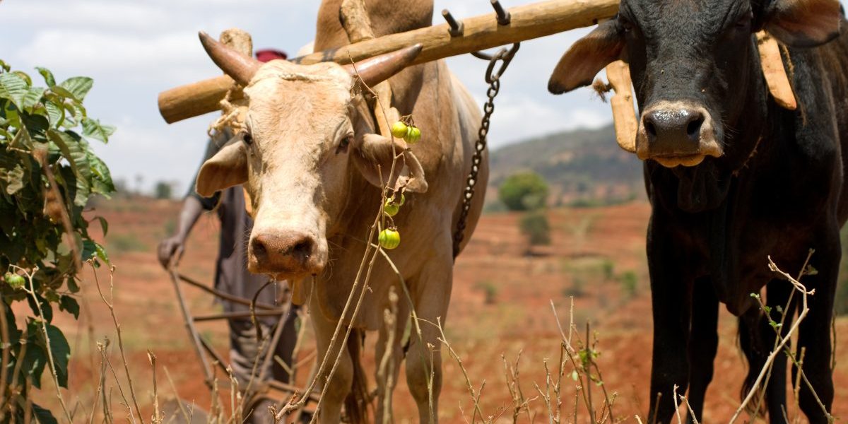 Building Sustainable Food Production Systems in Africa: How Can the G20 Assist?