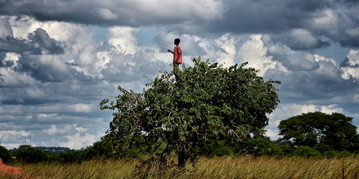 Futures PB 289_IDRC Youth Malawi 516314136 A boy stands atop a tree in a field in the outskirts of Lilongwe, Malawi, 2016 (Aris Messinis_AFP Image: Getty, Aris Messinis/AFP