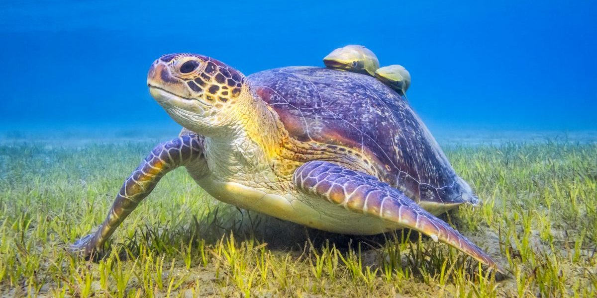 Green sea turtle near Marsa Alam, Egypt. Image: Getty, Cinoby