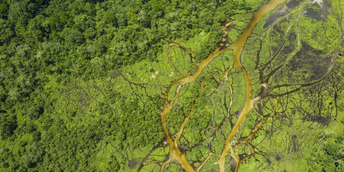 Aerial view of a Bai (saline, mineral lick) in the rainforest of the Congo Basin. Image: Getty, Guenterguni