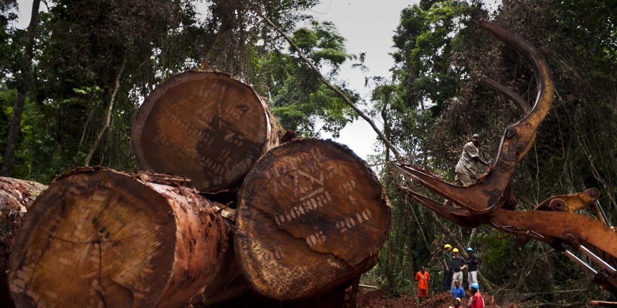 FSC sustainable logging in the natural forest around the Alpicam logging concession in the Kika region of Cameroon, 2010. Image: Getty, Brent Stirton