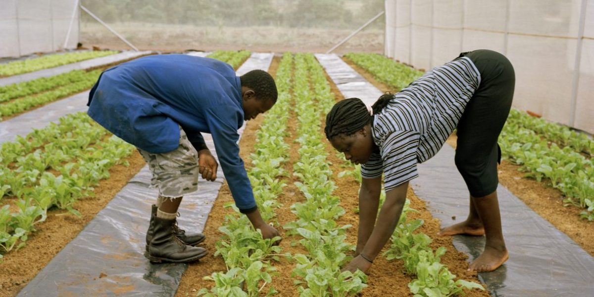Richard Msengi and Gladys Mgakula work in one of the poly-tunnels of a hydroponic farming scheme in 
the Makuleke Village which supplies fresh vegetables to lodges in the nearby Kruger National Park. Image: Getty, Gideon Mendel/Corbis