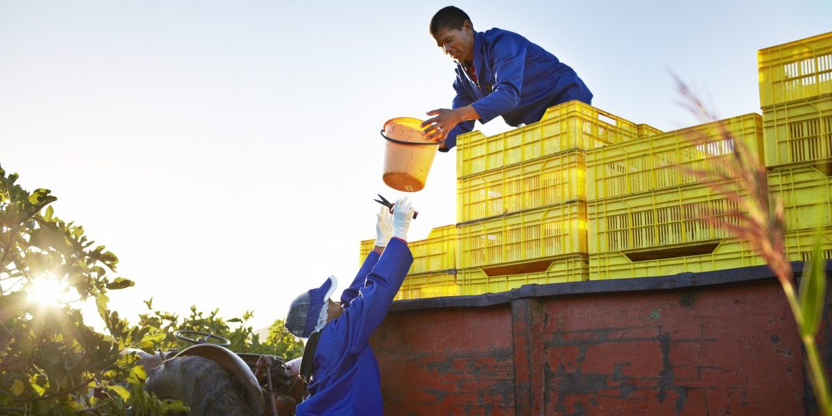 Workers loading fruit onto a trailer. Image: Getty, Klaus Vedfelt
