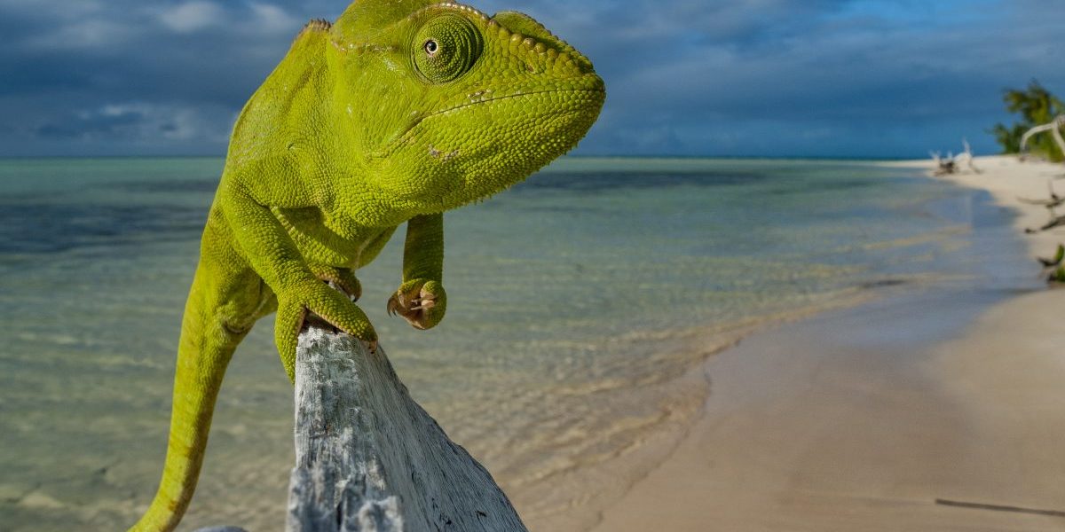 An amazing malagasy giant chameleon (Furcifer oustaleti) taking the pose on a beach in Nosy Ankao island, Madagascar. Image: Getty, Alexis Rosenfeld