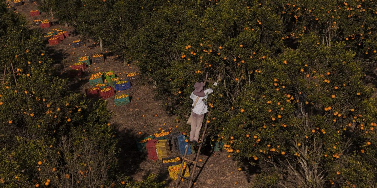 Image: Getty, Pedro Vilela