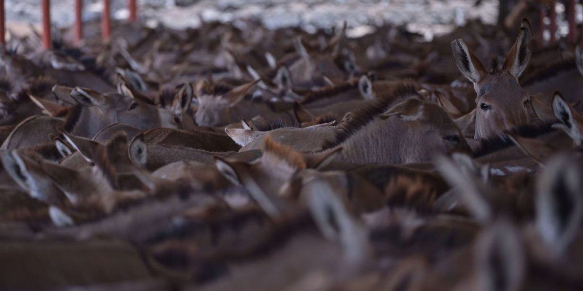 KENYA-CHINA-ANIMAL-EXPORT-SKIN Image: Getty, Tony Karumba/AFP