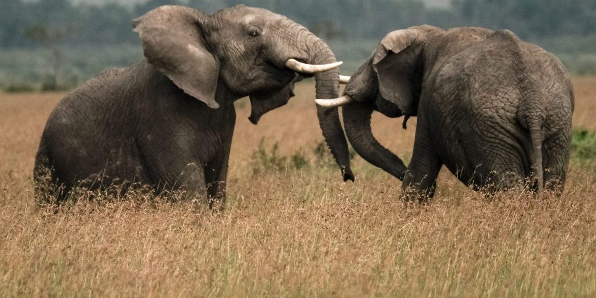 Two elephants play in the Mara Triangle, the north-western part of Masai Mara. Image: Getty, YASUYOSHI CHIBA/AFP