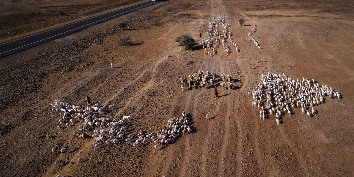 Women herd goats towards one of the few water points in Marsabit, Kenya. The Kenyan government has declared a national emergency as over 2 million people face the looming danger of worsening drought. Image: Getty, Siegfried Modola