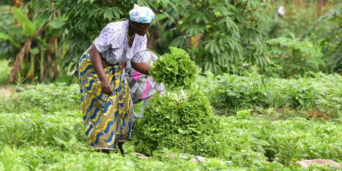 Market gardeners collect lettuce in a field near Abidjan. Image: Getty, Issouf Sanogo/AFP