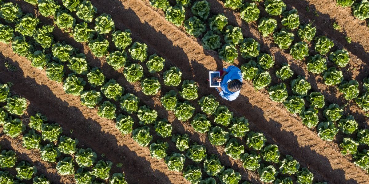 Modern farmers are using digital technology to collect data and monitor crops. Image: Getty, Martin Harvey