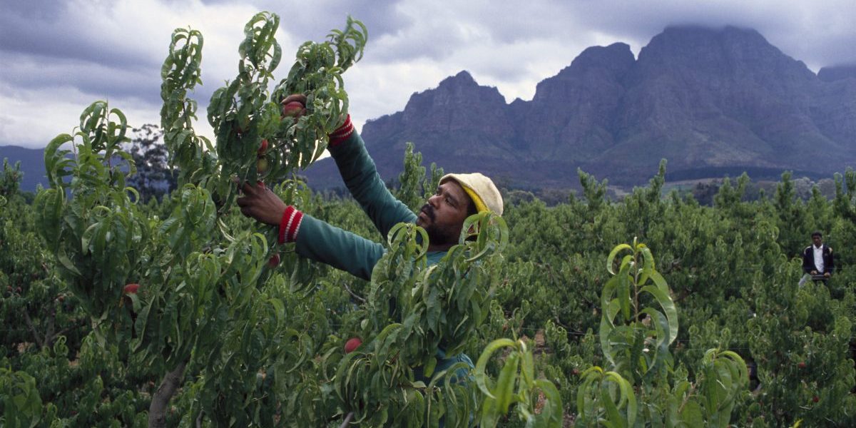 A fruit picker picks peaches for export on Boschendal Estate in Cape Town. Image: Getty, Gideon Mendel/Corbis