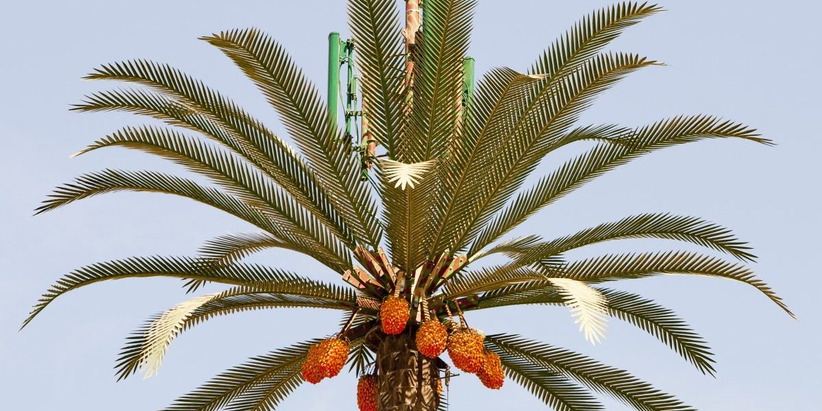 A cell phone tower made to look like a palm tree in Dubak. (Getty images)