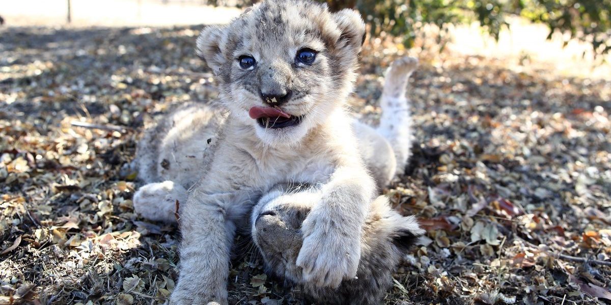 Image: Getty, Phill Magakoe/AFP