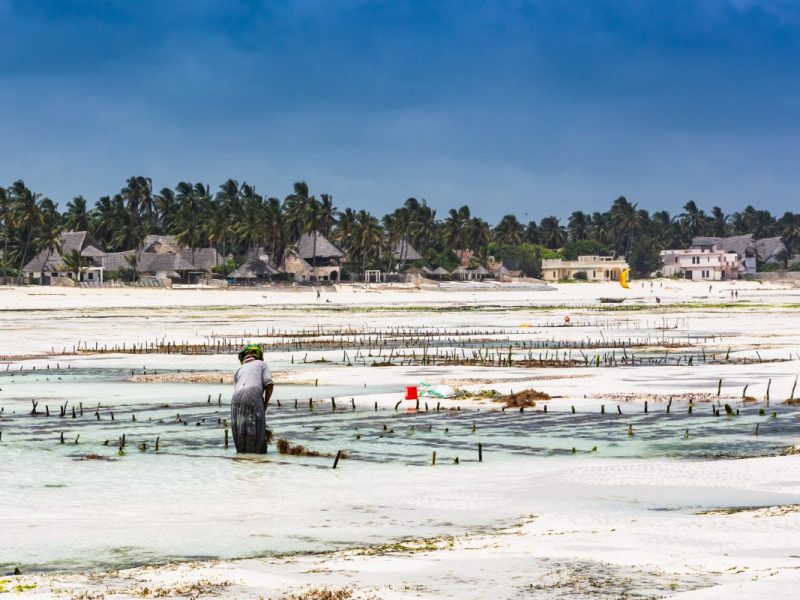 Sack PB_1033774134.jpg_Seaweed plantation, Zanzibar [image MariusLtu via Getty Images Strengthening Marine and Coastal EbA in Southern Africa