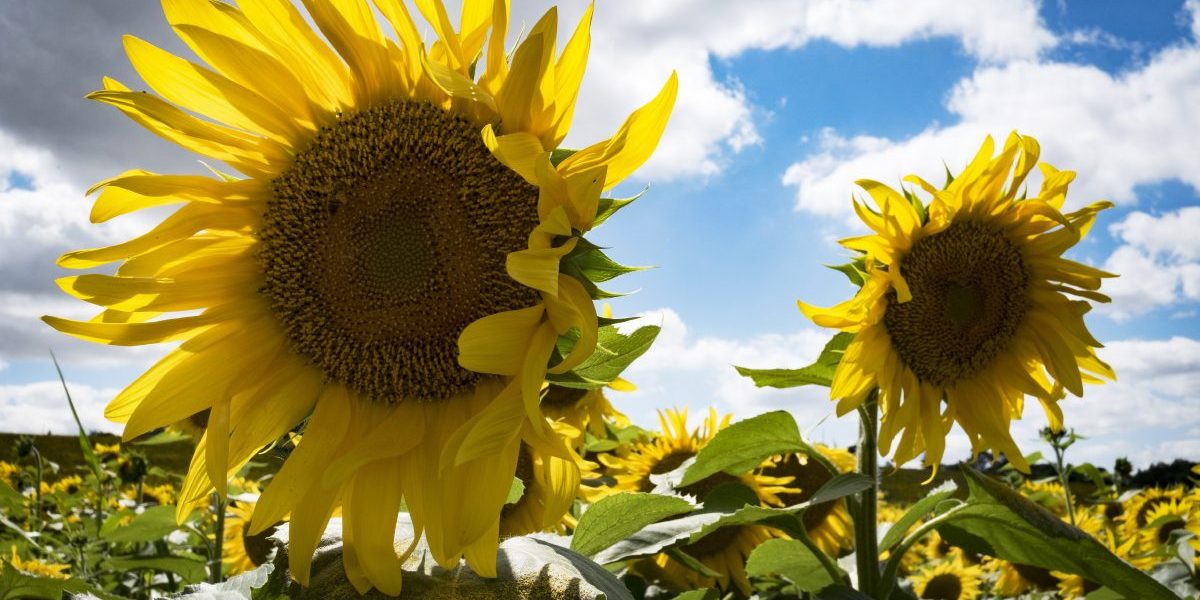 Image: Getty, AFP / Eric Cabanis