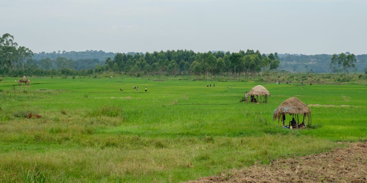 Uganda rice field, 2018. Image: Getty, Art In All of Us/Corbis