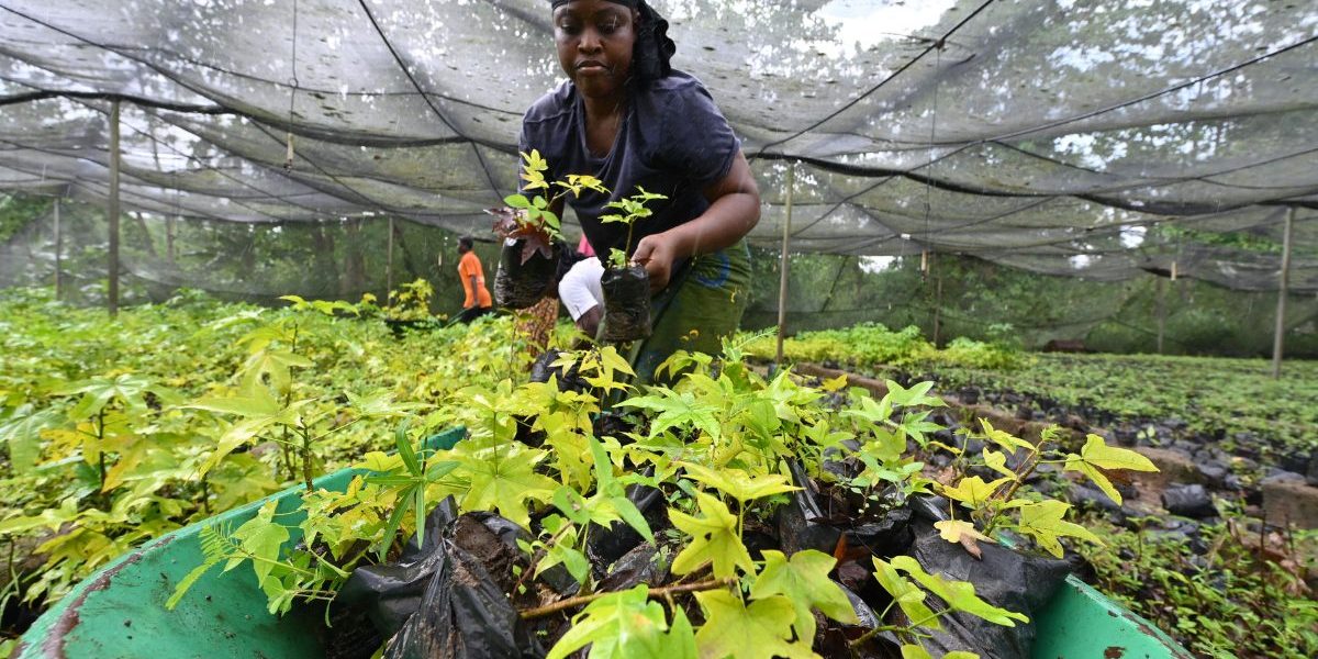 Image: Getty, Issouf Sanogo/AFP