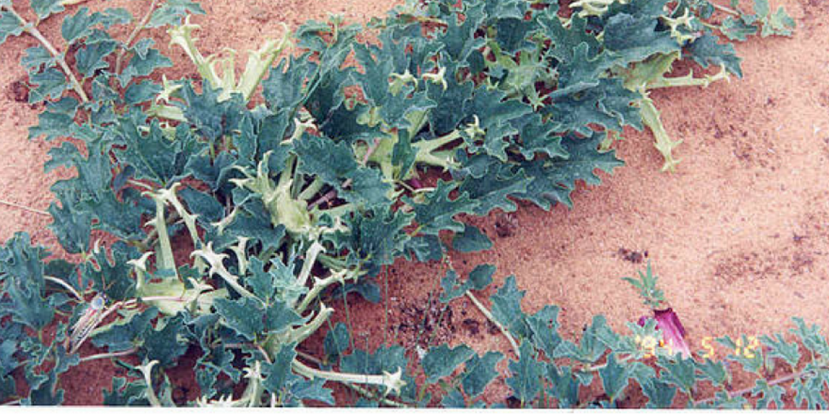 Photo: WikiCommons, Cites Secretariat