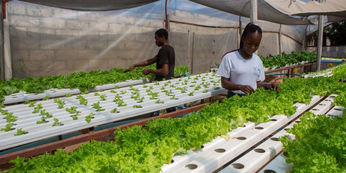 Workers prepare to harvest lettuce at a hydroponics farm on April 30, 2021 in Harare, Zimbabwe. Image: Getty, Tafadzwa Ufumeli